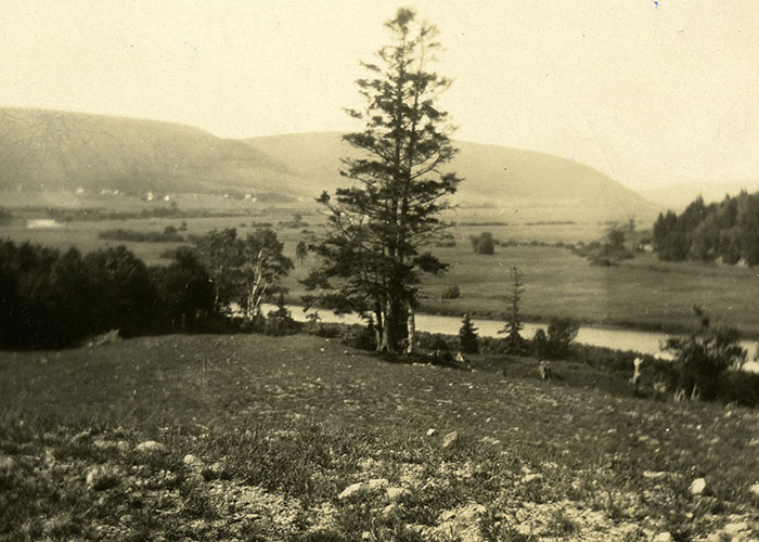 Photographie sépia d’un paysage rural avec collines en toile de fond, un grand conifère au centre de l’image et une rivière qui traverse la vallée.